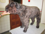 Santhos,bouvier,12jr!,heeft last van artrose aan ellebogen en heupen.Ook heeft hij huidklachten. Hij krijgt acupunctuur.